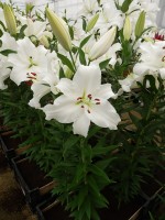 [4349 Signum TL VZ No301.JPG]